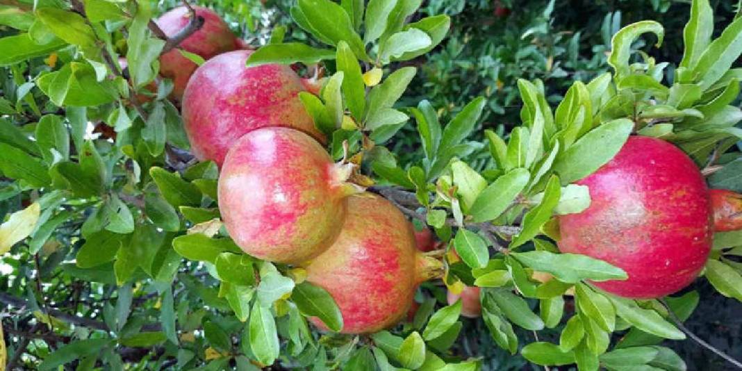 Geleneksel yöntemle nar ekşisi üretimi sürüyor! Önce eziliyor, sonra kaynatılıyor: Katkısız, doğal üretim yapılıyor 4